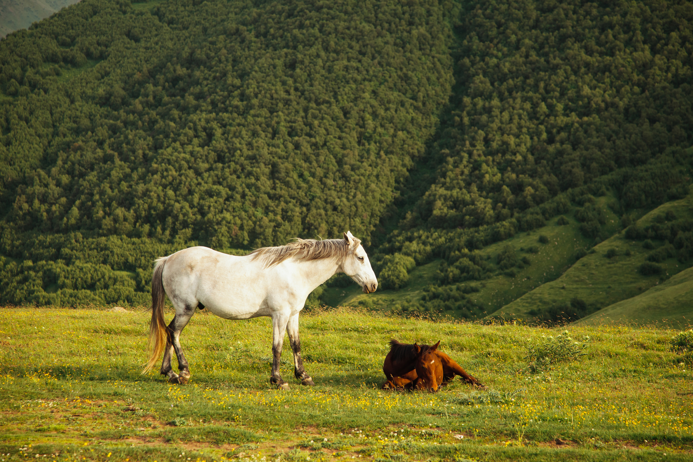 Horses in Mountain Pasture